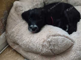 Jackapoo puppy