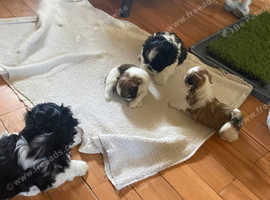 Five gorgeous Shih tzu's