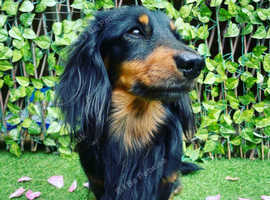 Long haired miniature for stud not for sale