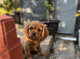 Cavalier King Charles Spaniel Pups.