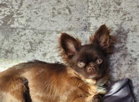 Russian longhair chihuahua