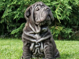 Shar Pei Puppies