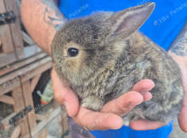 Mini lion lops