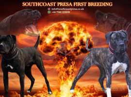 Presa Canario Dogs And Puppies In Portsmouth Find Puppies And Dogs At Freeads In Portsmouth S 1 Classified Ads