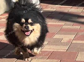 Small German Spitz Black&Tan