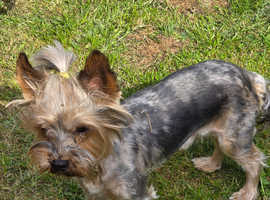 Yorkshire Terrier blue merle boy