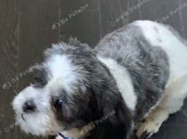 Shih apso puppies