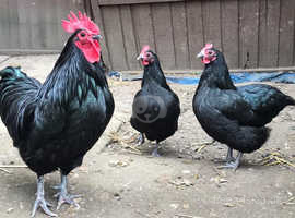 Trio Australorp Chickens