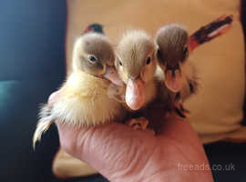 Beautiful Indian Runner Ducklings