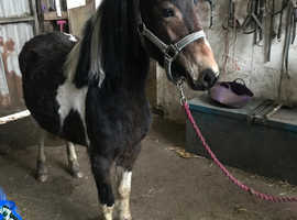 Lovely filly's and colts for sale