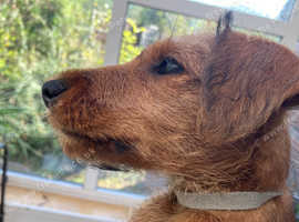 Irish Terrier