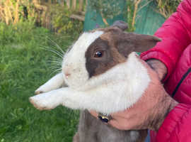 Dutchs rabbit