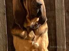 Bloodhound adults dog and bitch for sale