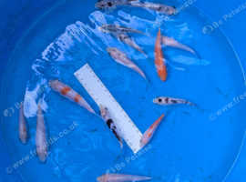 Young Koi Carp for sale cheap pond fish