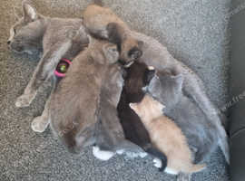 Russian blue/cross kittens