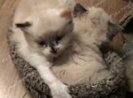 Gorgeous ragdoll kittens for sale