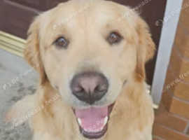 Golden retriever male Teddy