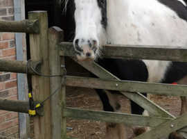 15.1hh cob mare for loan near Burton on Trent