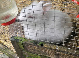 Rabbit for sale in rugby