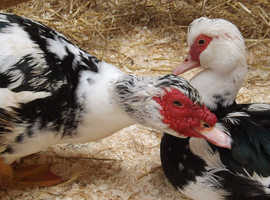 Looking for a female Muscovy duck