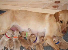 Beautiful litter of yellow labradors