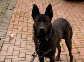 Dutch Herder