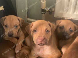 Puppies looking for forever homes