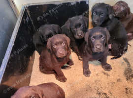Labrador puppies