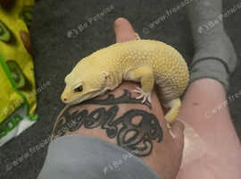3 leopard geckos for sale