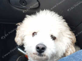 3 year old bichon boy