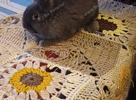 Silverfox X netherland dwarf Rabbit