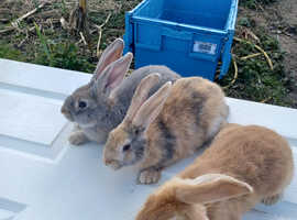 Giant continental cross French lop