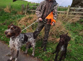 German Wired Hair Pointer Puppies