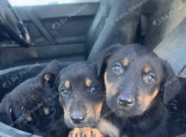 1 Beautiful Huntaway boy left