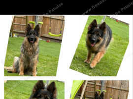 German shepherd bitch