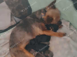 Yorkshire Terrier