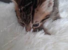 TABBY kitten male