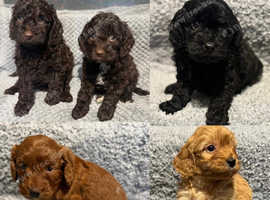F1 mini cockapoos various colours 30 dna health tested clear
