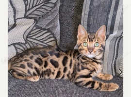Tica Registered Bengal Kittens