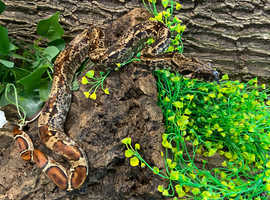 IMG Common Boa at Birmingham Reptiles