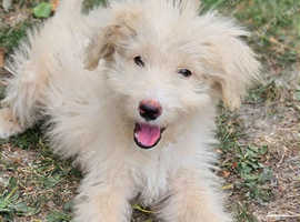 Shepadoodle Puppies *health tested parents*