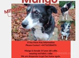 14 year old collie missing