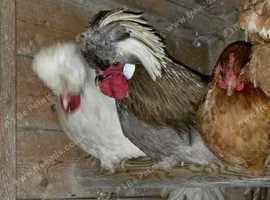 White Polish Cockerell