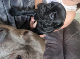 Staffordshire bull terrier puppies  for sale  1 pure black blue trojan  bull K C REGISTERED