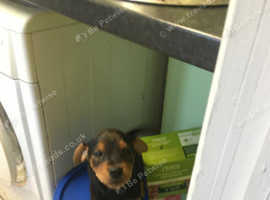 Patterdale terrier puppies
