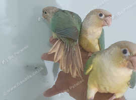 Hand reared cinammon conures baby