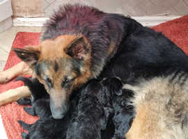 Available NOW chunky Newfoundland X German Shepherd puppies puppies for sale (known in America as New Sheps)