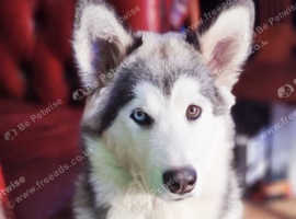 Alaskan  malamute bitch