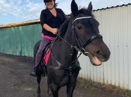 Irish Sports Horse for part loan 3/4/5 days a week