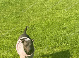 Home wanted for one year old American hairless terrier